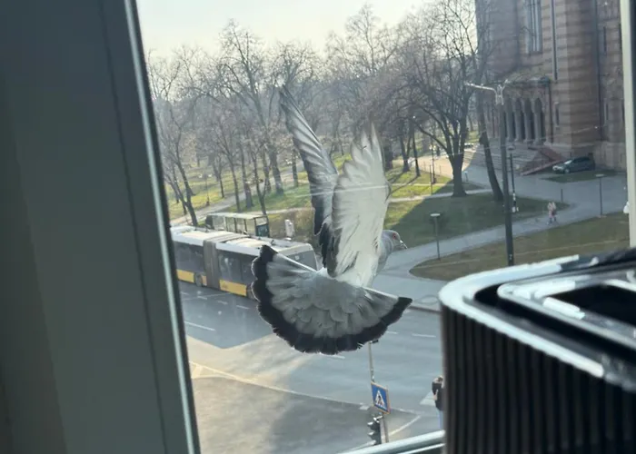 Victoriei Timişoara